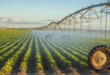 Culturile de porumb, floarea soarelui şi soia au fost grav afectate de secetă în acest an. Județul Brăila nu se mai poate iriga din cauza debitului scăzut al Dunării