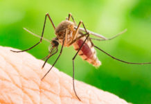 Cei doi pacienţi din Brăila infectaţi cu virusul West Nile au murit