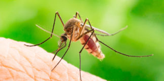 Cei doi pacienţi din Brăila infectaţi cu virusul West Nile au murit
