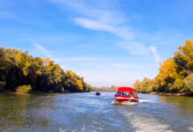 Focar de pseudopestă aviară, boală virală fără tratament, în Parcul Natural Balta Mică a Brăilei